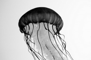 jelly
